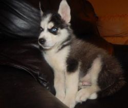 Ddt Best Siberian Husky Puppies Available Now
