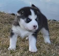 Cute male and female Siberian husky puppies