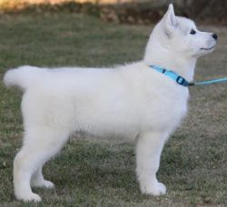 Tyhfgf Siberian Husky Puppies For Sale
