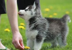 Fghjnhb Siberian Husky Puppies For Sale