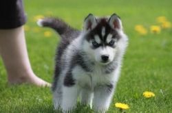 Ikjhg Siberian Husky Puppies For Sale
