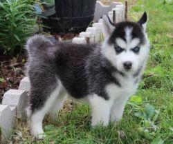 Drtykjh Siberian Husky Puppies For Sale