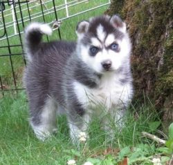 Bnmnbv Siberian Husky Puppies For Sale