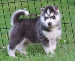 Ghjkmnb Siberian Husky Puppies For Sale