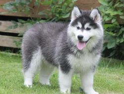 Dfgv Siberian Husky Puppies For Sale