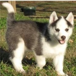 Qwer Siberian Husky Puppies For Sale