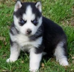 Sdf Siberian Husky Puppies For Sale