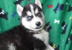 Fghjknb Siberian Husky Puppies For Sale