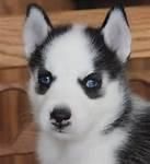 Rtyhg Siberian Husky Puppies For Sale