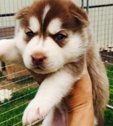 Fghyg Siberian Husky Puppies For Sale