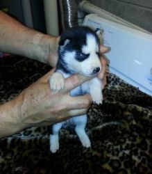 Qwerghb Siberian Husky Puppies For Sale