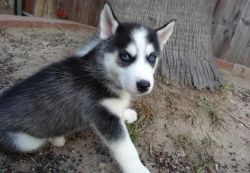 Nbvcghnb Siberian Husky Puppies For Sale