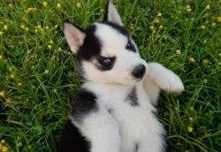 Bfdrtygh Siberian Husky Puppies For Sale