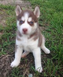 Cutest Siberian Husky Puppies For Sale