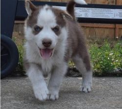 Bvcgh Siberian Husky Puppies For Sale