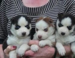 Ergvg Siberian Husky Puppies For Sale