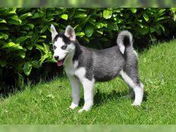 AKC Registered Siberian Husky puppies