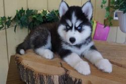 Active Siberian Hsky Puppies for sale