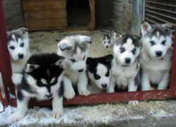 Adorable Siberian Cute Pups Text (xxx) xxx-xxx8