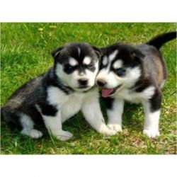 Awesome male and female Siberian Husky Puppies
