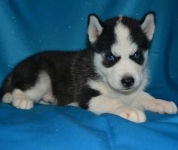 Blue Eye Siberian Husky Pups Are Ready For You