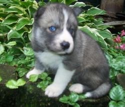 siberian huskies for adoption
