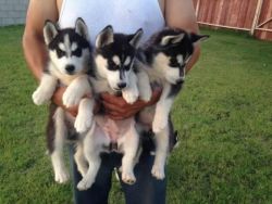 Registered husky puppies