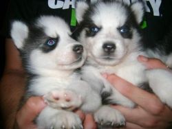 2 Siberian husky pups looking for new homes