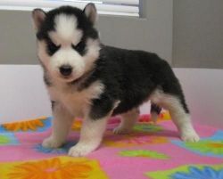 Intelligent Siberian Husky Puppies For Re-homing