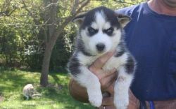 Blue Eyes Husky Puppies For New Good Homes+!!