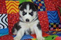 **awesome Siberian Husky Puppies Ready To Go!!!