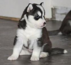 Cute husky Puppies for adoption