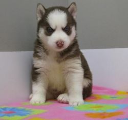 Adorable and well trained husky for home
