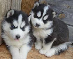 Adorable and friendly Siberian huskies puppies