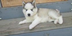 excellent siberian husky puppies for rehoming