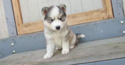 Cute Siberian husky puppies for new home