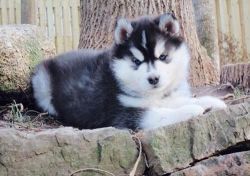 Young Siberian huskies for adoption