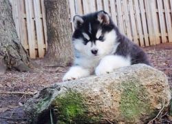 strong siberian husky puppies for re-homing