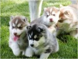 Akc Registered Siberian Husky Puppies $230.00