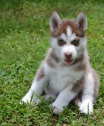 siberian husky puppies at affordable prices