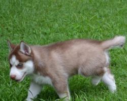 Siberian husky Puppies available