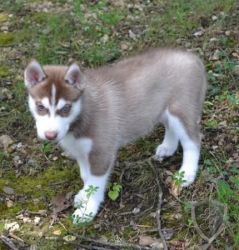 Siberian Husky puppies ready for their new homes