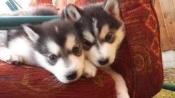 Lovely male and female Siberian Hiusky Puppies