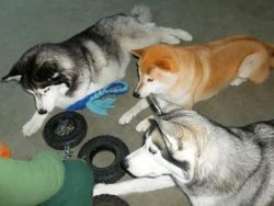 Siberian Husky Puppies available
