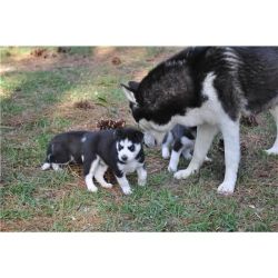 Male and female Husky puppies