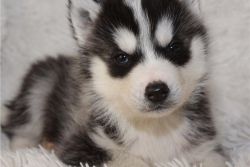 Siberian Husky Puppies (xxx) xxx-xxx0