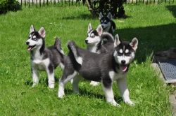 Cute Husky Puppies(xxx) xxx-xxx1