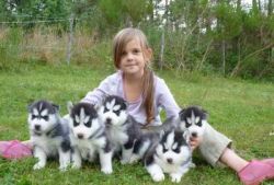 Charming Siberian Husky Puppies(xxx) xxx-xxx1