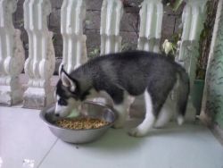 Cute And Adorable Husky Puppies For Adoption