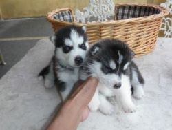 Absolutely Gorgeous Siberian Husky Puppies